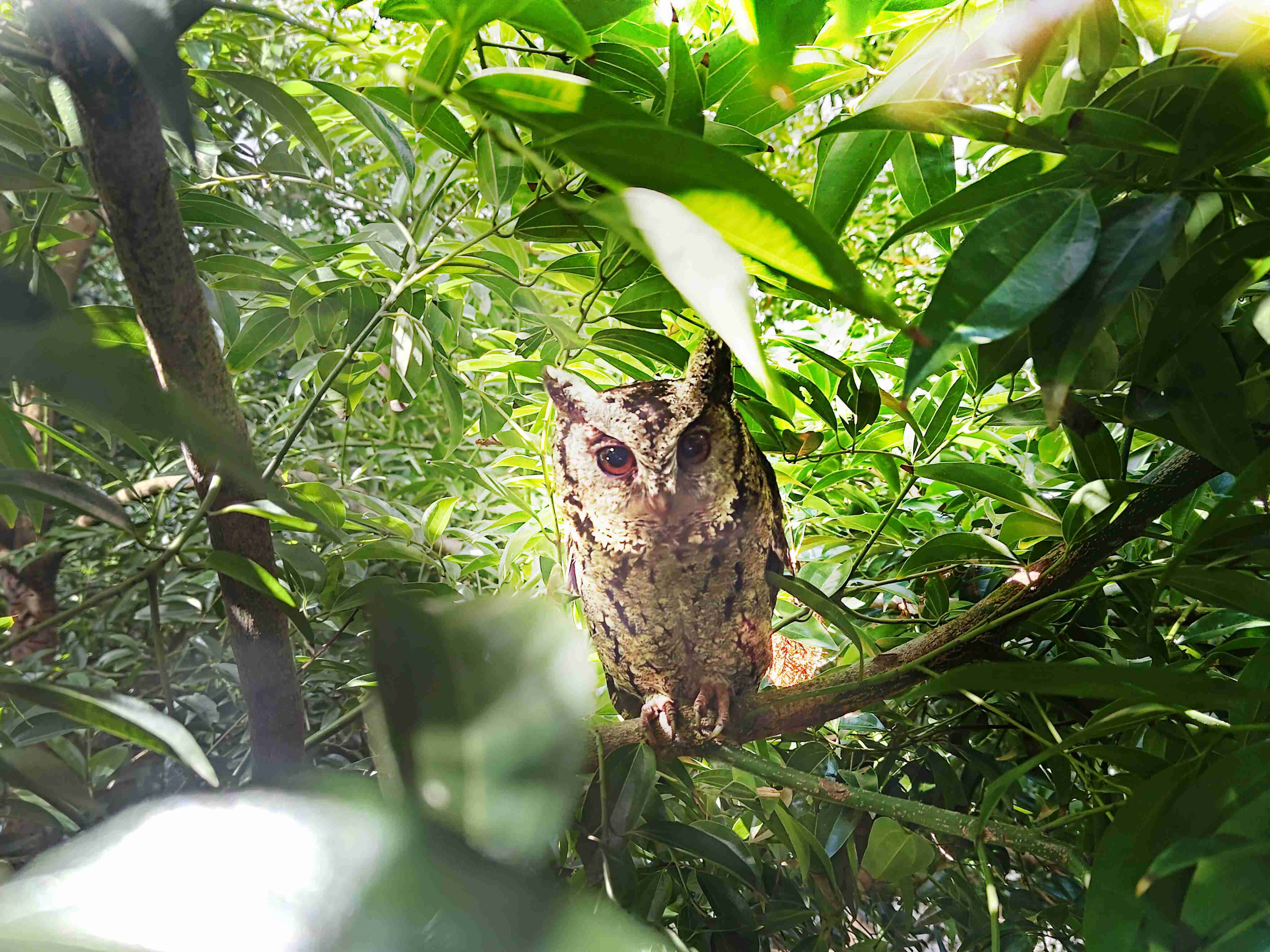 2121非凡致力提倡净零绿生活，，，16年以来在全球各厂区植树逾百万棵，，，造就各厂区树木蔚然成林，，，犹如森林工厂，，成为许多生物的栖息地